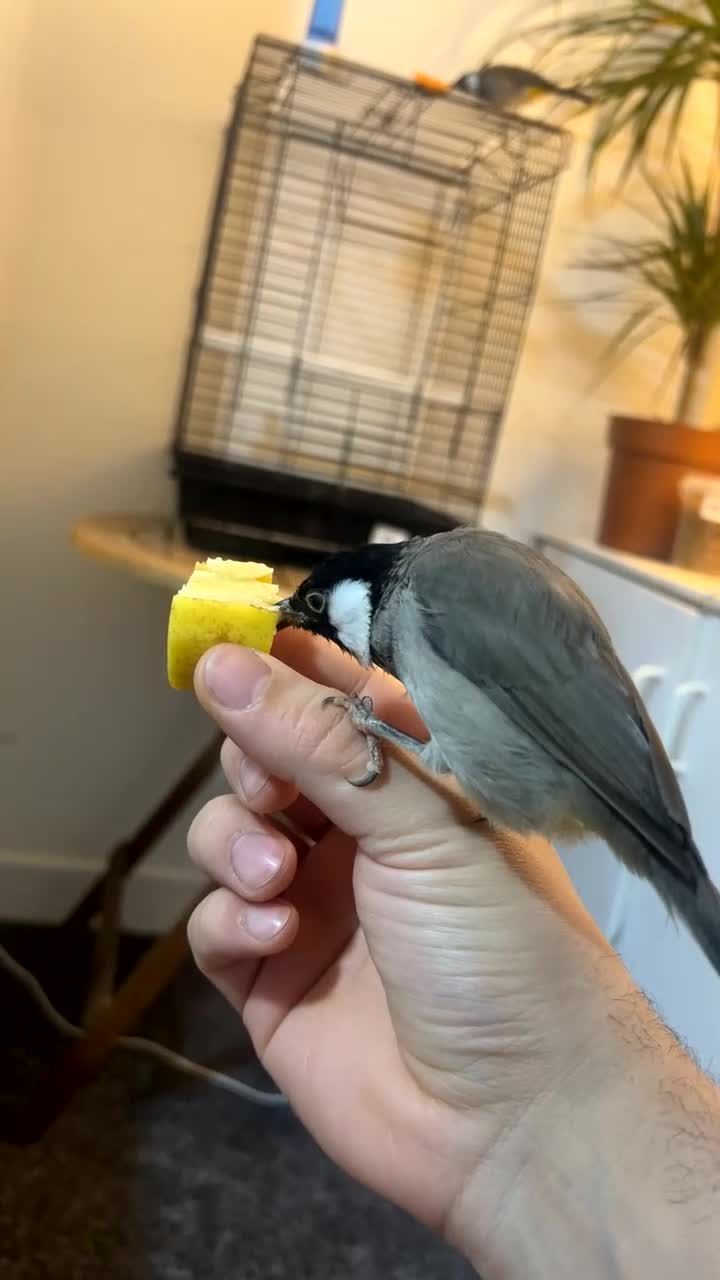 Mixed Breed birds for sale: White ears bulbuls - Video 3