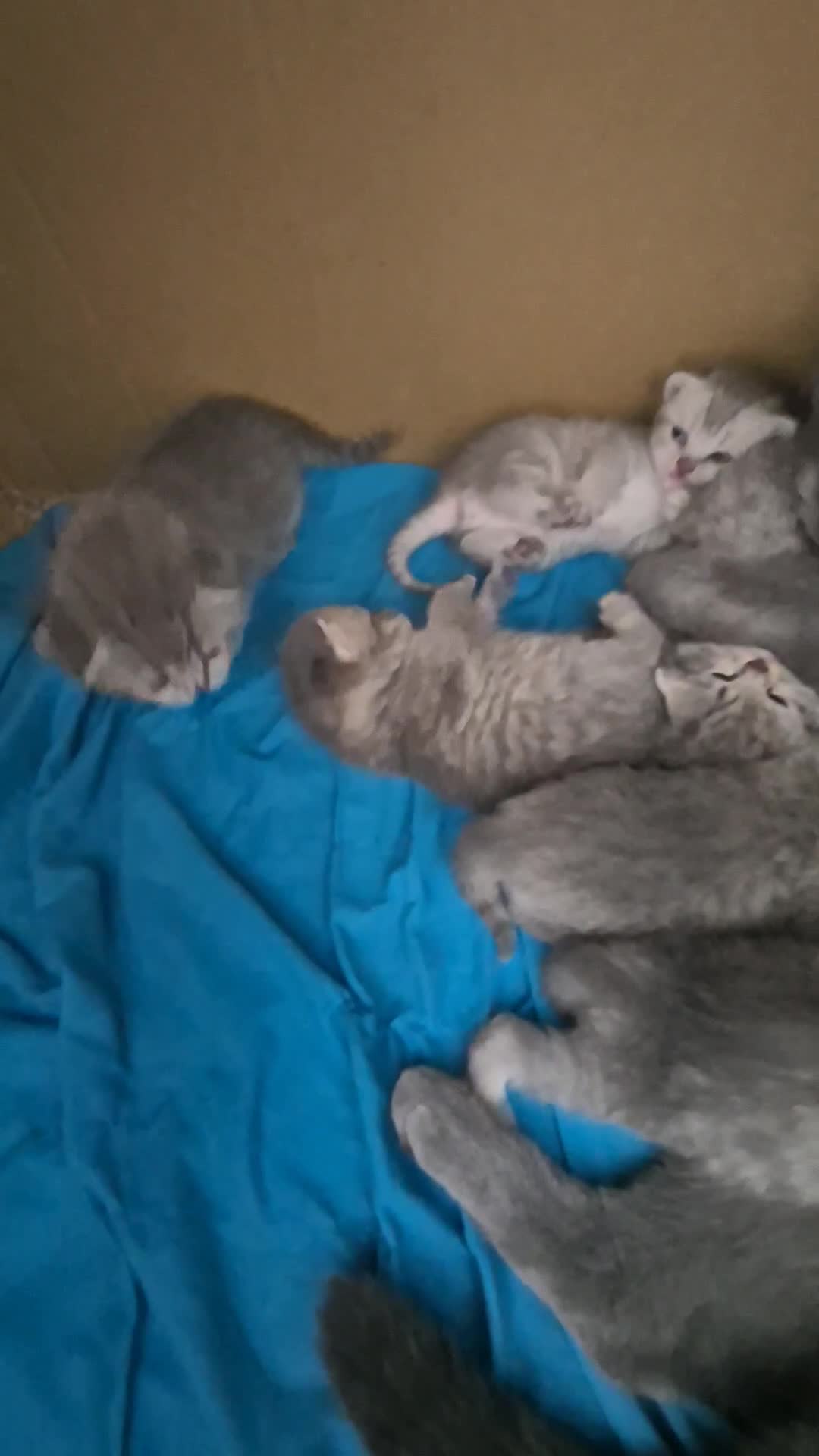 Scottish Fold cats for sale: Scottish Fold/Straight kittens  - Video 2