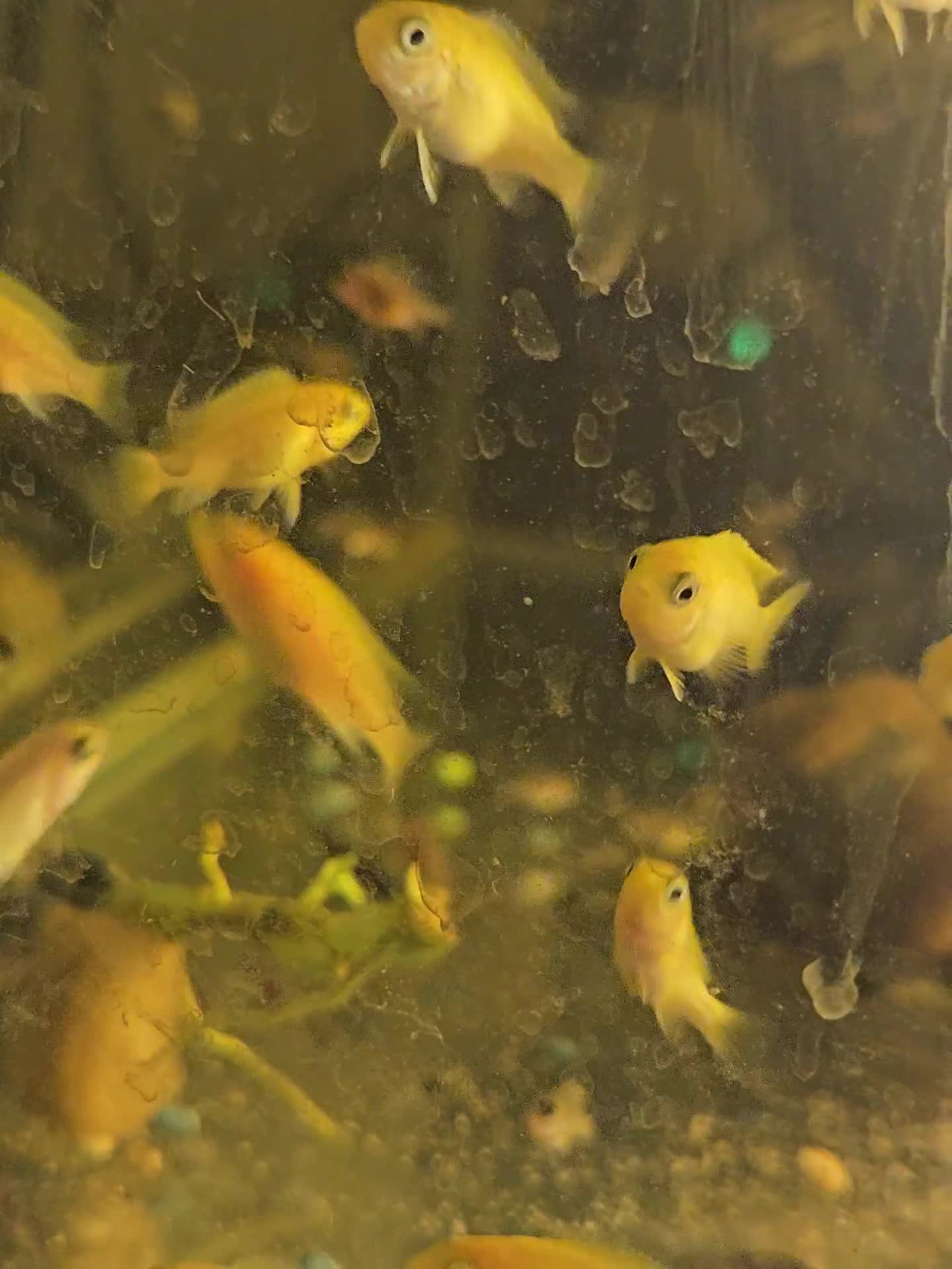 Cichlids fish for sale: Hybrid baby Malawi Cichlids  - Video 1