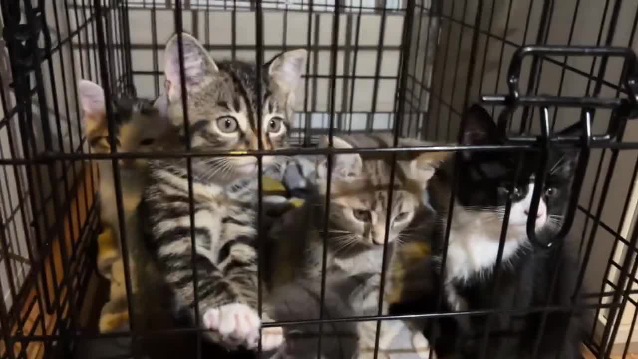 Mixed Breed cats for sale: Kittens  - Video 1