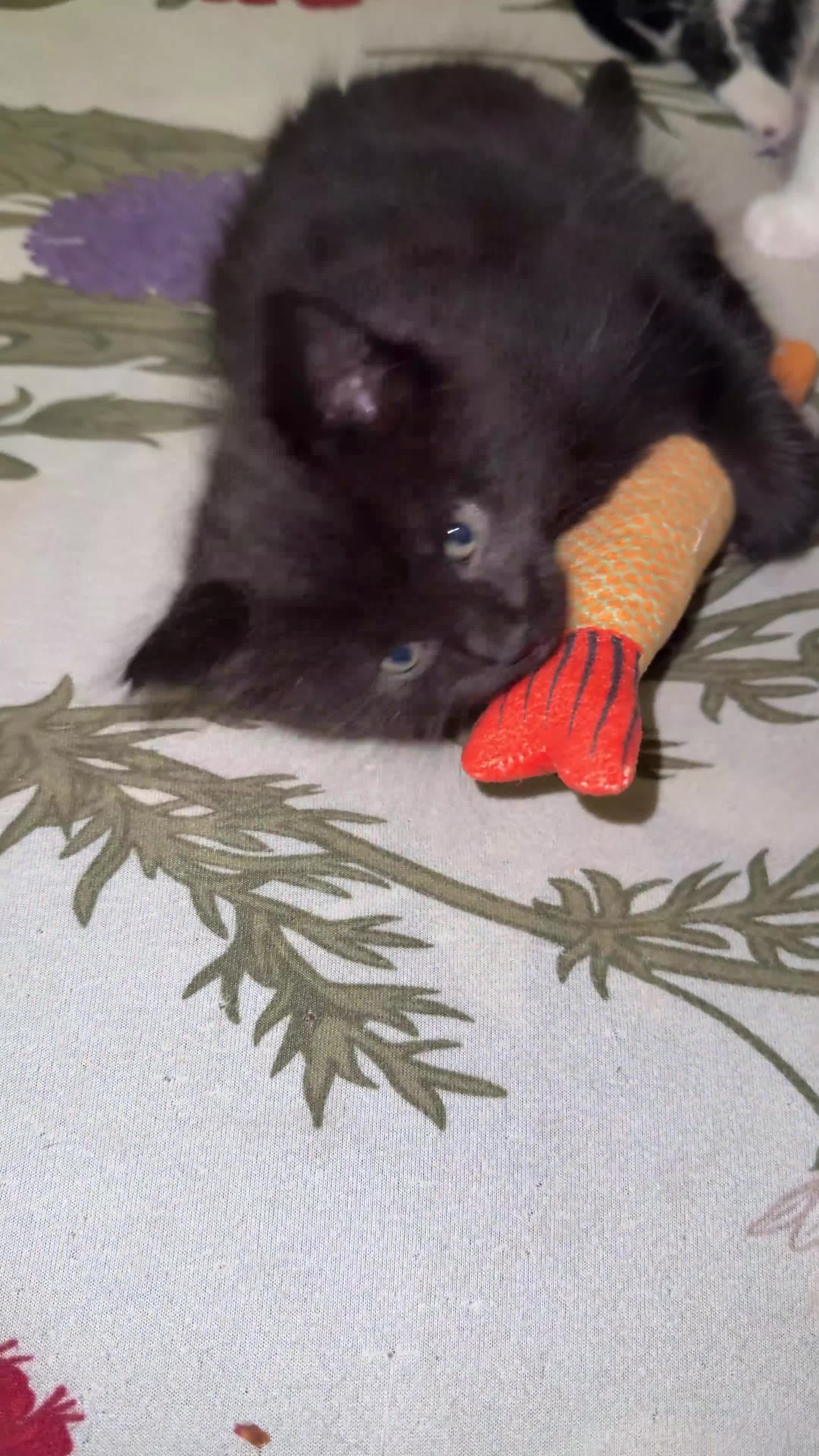Mixed Breed cats for sale: 2 MALE BLACK LONG HAIRED FLUFFY KITTENS LEFT💘 - Video 2