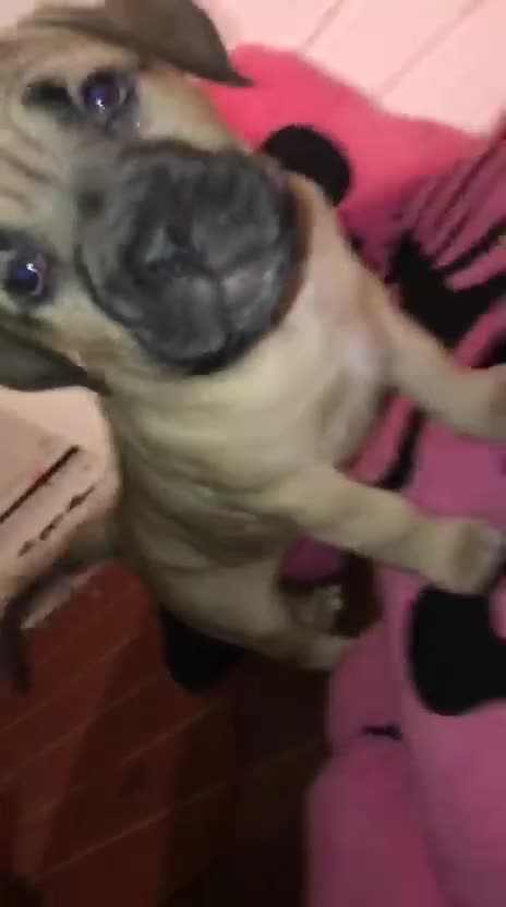 Cane Corso dogs for sale: Cane corso bandog - Video 1