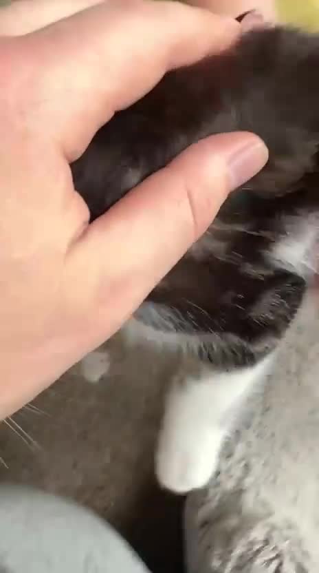 Mixed Breed cats for sale: ABSOLUTELY STUNNING GINGER KITTENS - Video 1