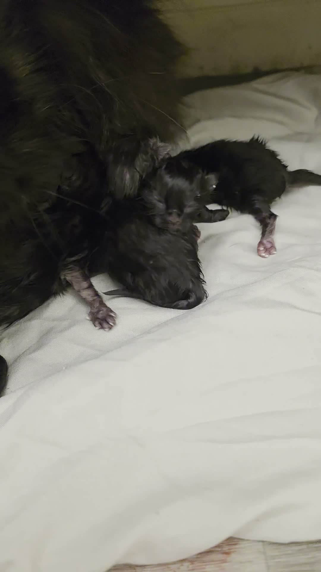 Persian cats for sale: 6 Persian kittens ready now (Midlands) - Video 1
