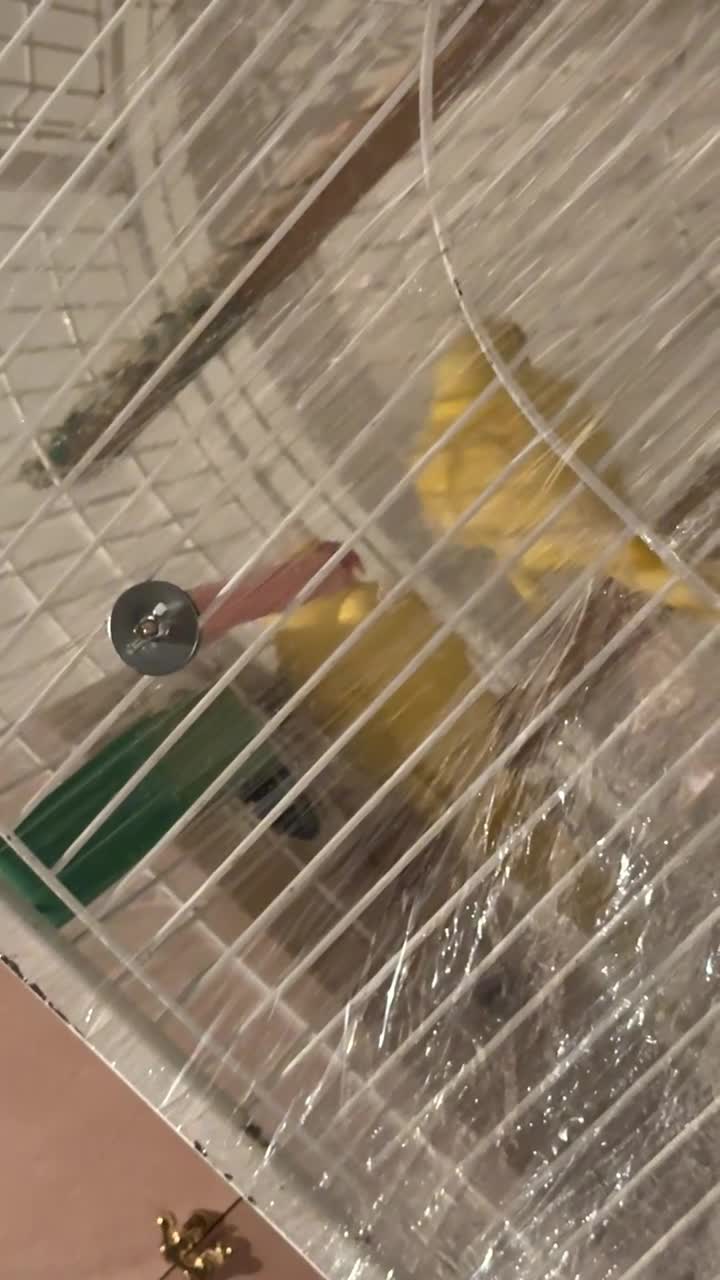 Ringnecks birds for sale: Ringnecks - Video 3