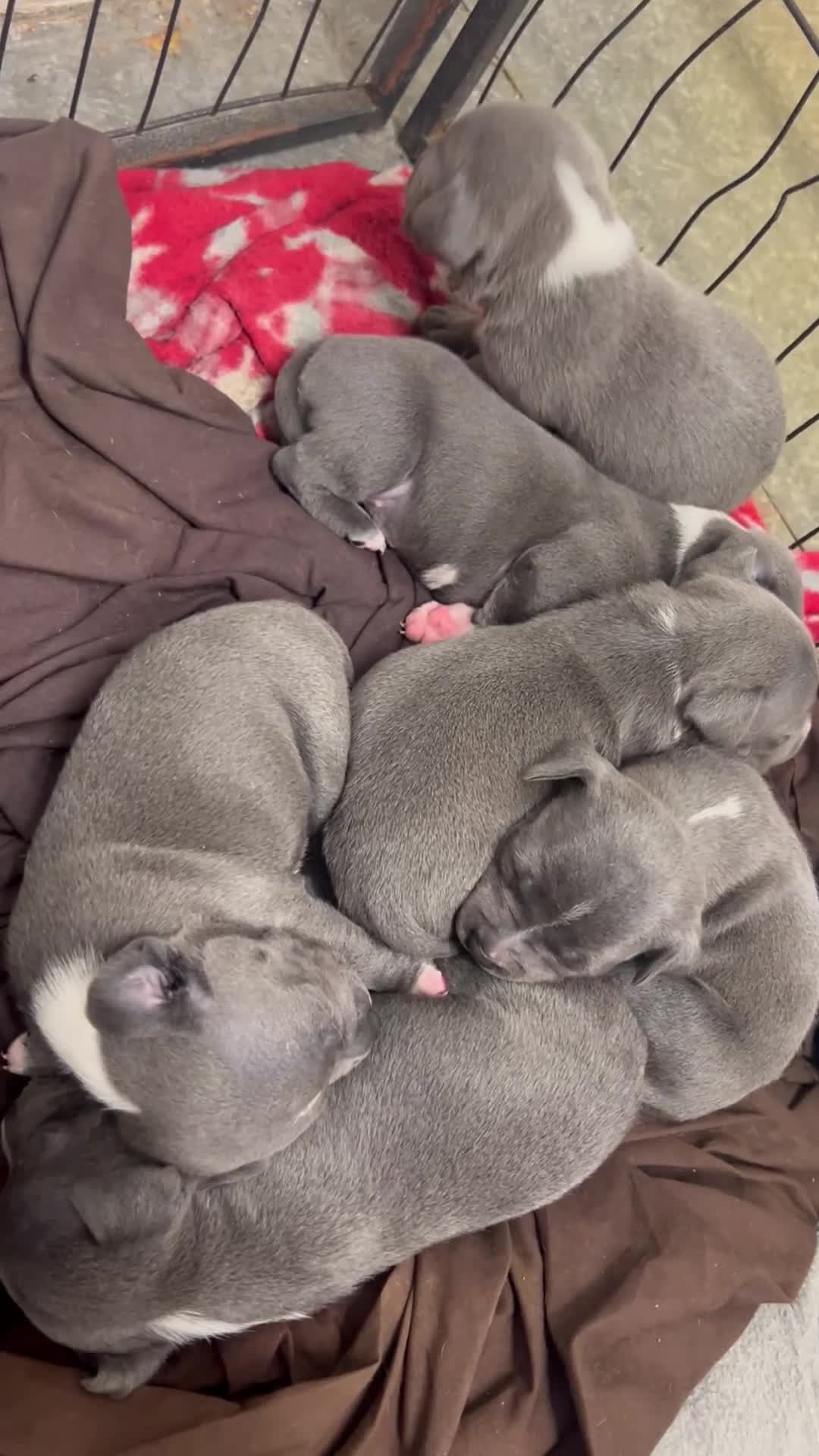 Staffordshire Bull Terrier dogs for sale: Staffy pups  - Video 1