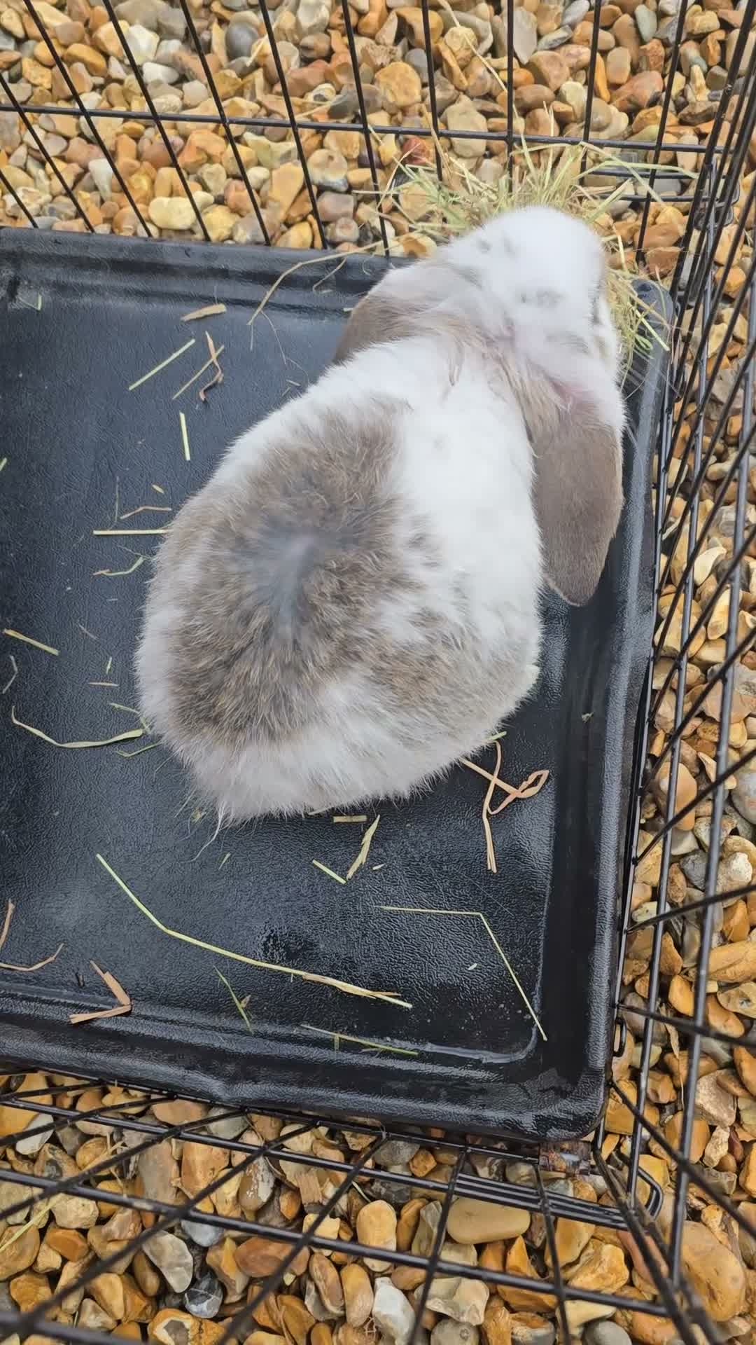 French Lop rabbits for sale: Giant french lop babies - Video 3