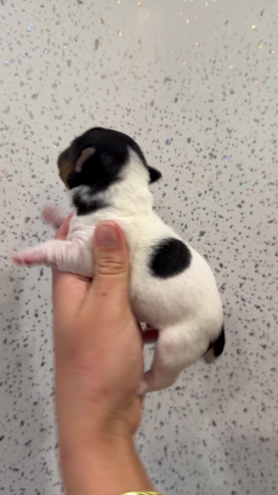 Jack Russell dogs for sale: Traditional Jack Russell Puppies  - Video 3