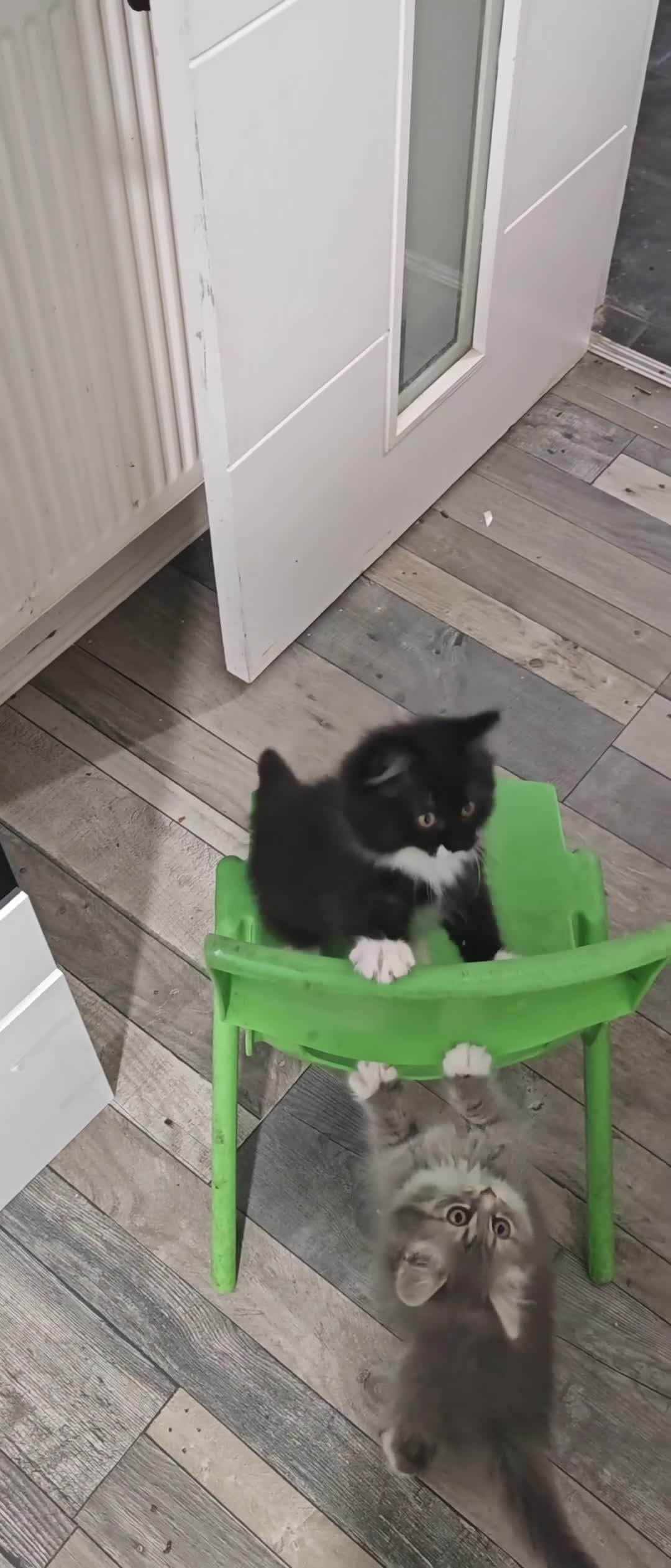 Mixed Breed cats for sale: 🐾 Adorable Persian X Female Kittens For Sale🐾  - Video 2