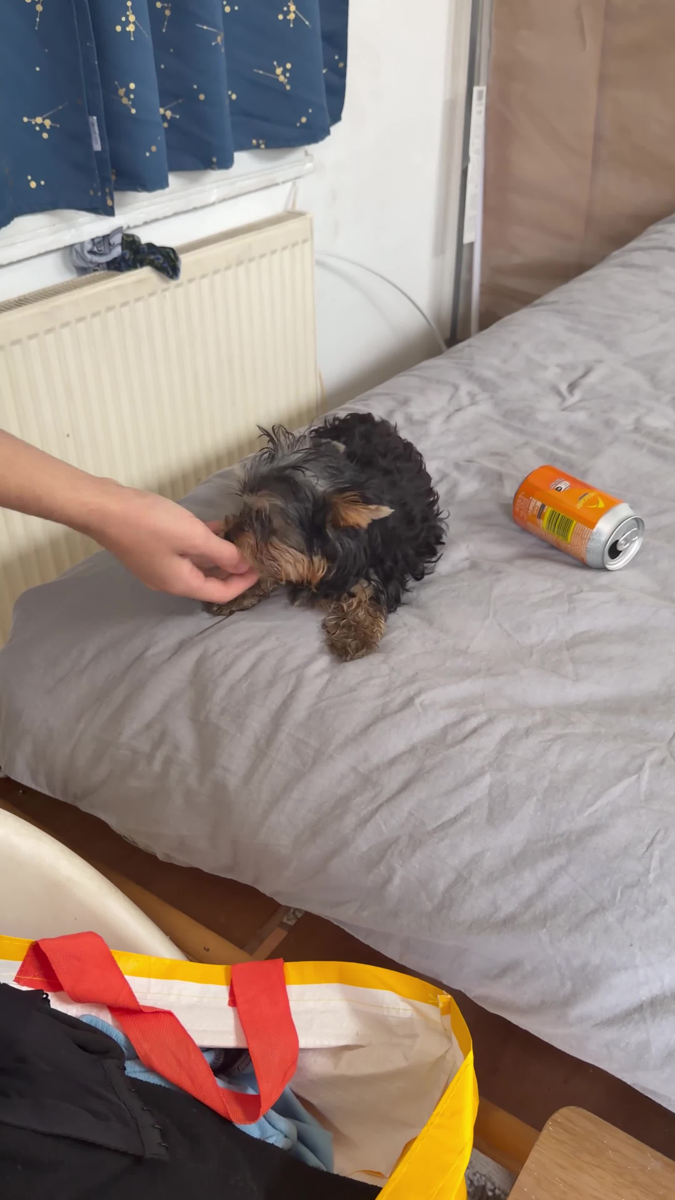Yorkshire Terrier dogs for sale: Yorkshire terrier puppy - Video 1
