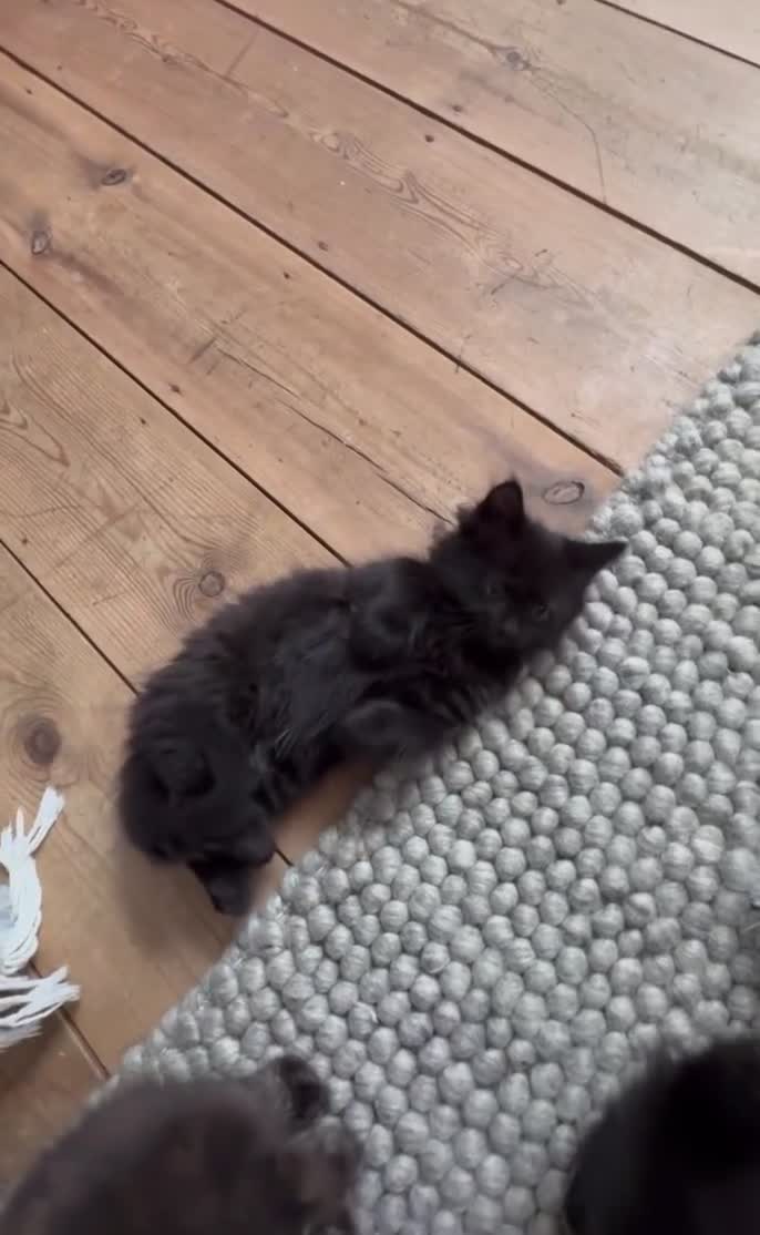 British Longhair cats for sale: British longhair kitten - Video 3