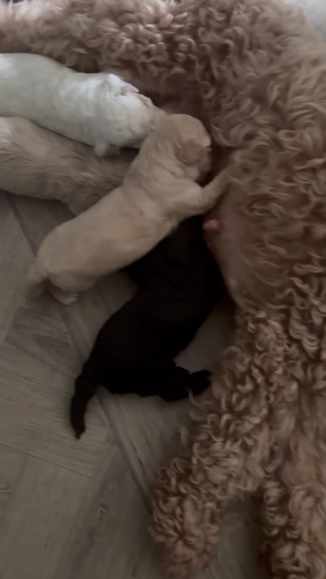 Cockapoo dogs for sale: 🌼4 COCKERPOO’s ready now in CHESHIRE🌼 - Video 5
