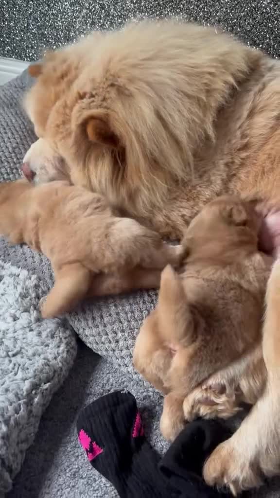 Chow Chow dogs for sale: Beautiful chow chow puppies  - Video 1