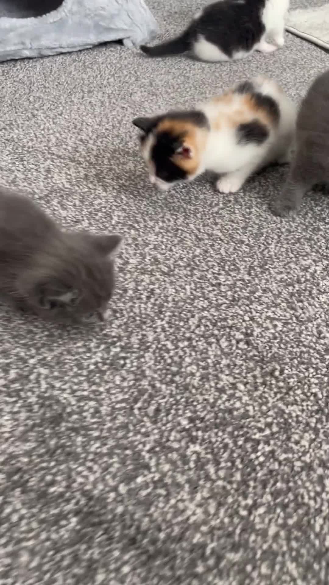 Domestic Shorthair cats for sale: Four kittens, 4 weeks old - Video 1
