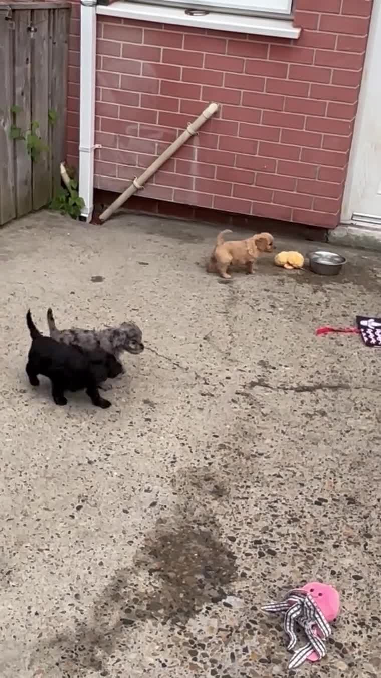 Cavapoo dogs for sale: Beautiful Caverpoo puppies - Video 1