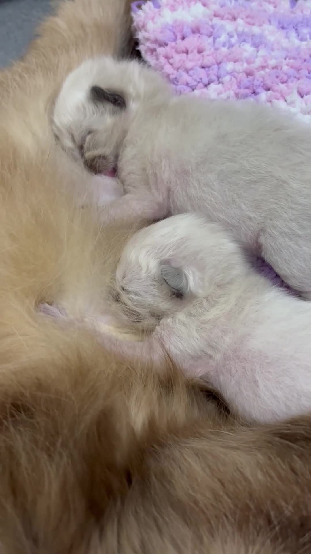 Ragdoll cats for sale: Beautiful Ragdoll Kittens🐱🩵🩷 - Video 1