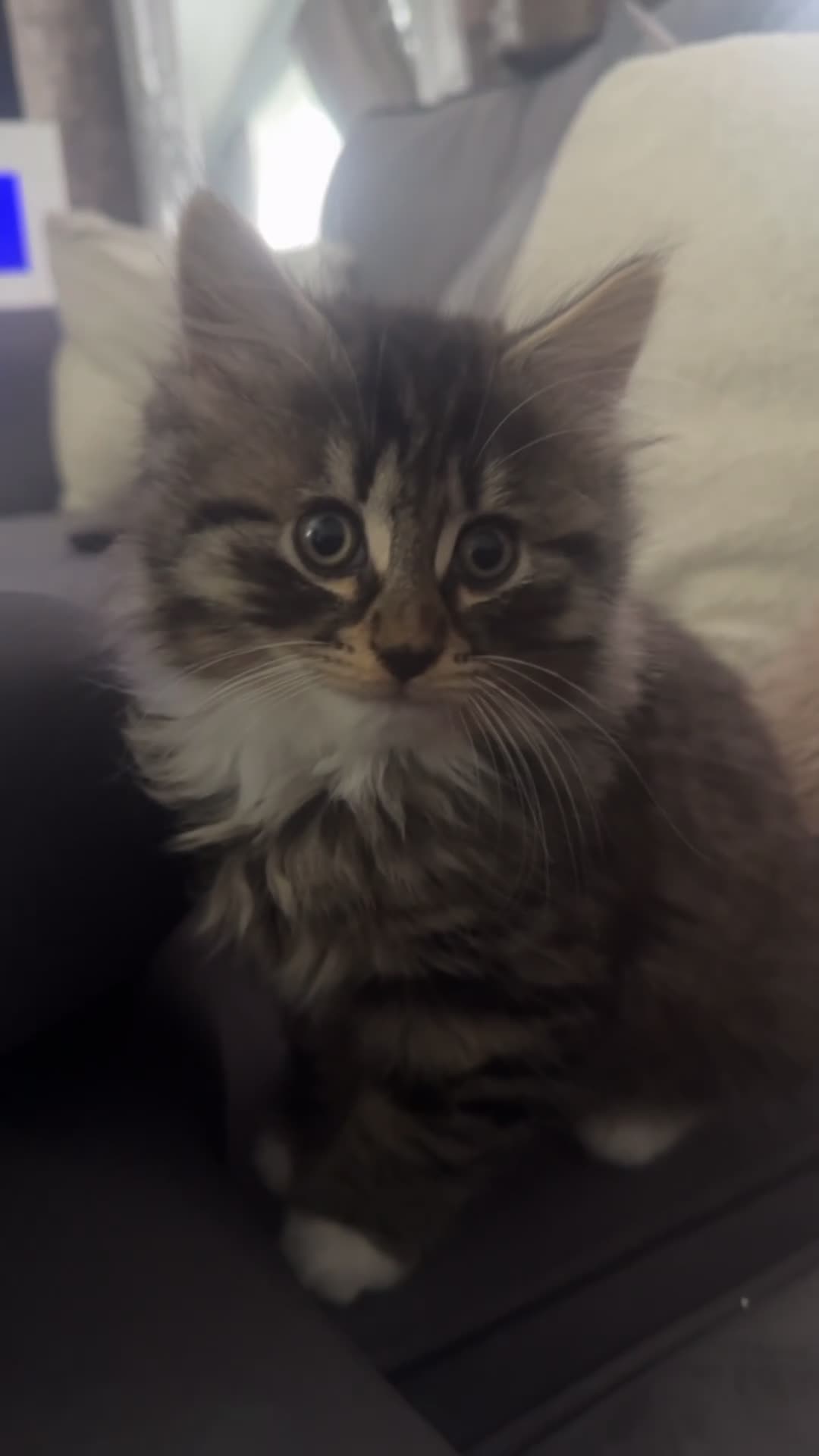 Domestic Shorthair cats for sale: male kitten  - Video 1