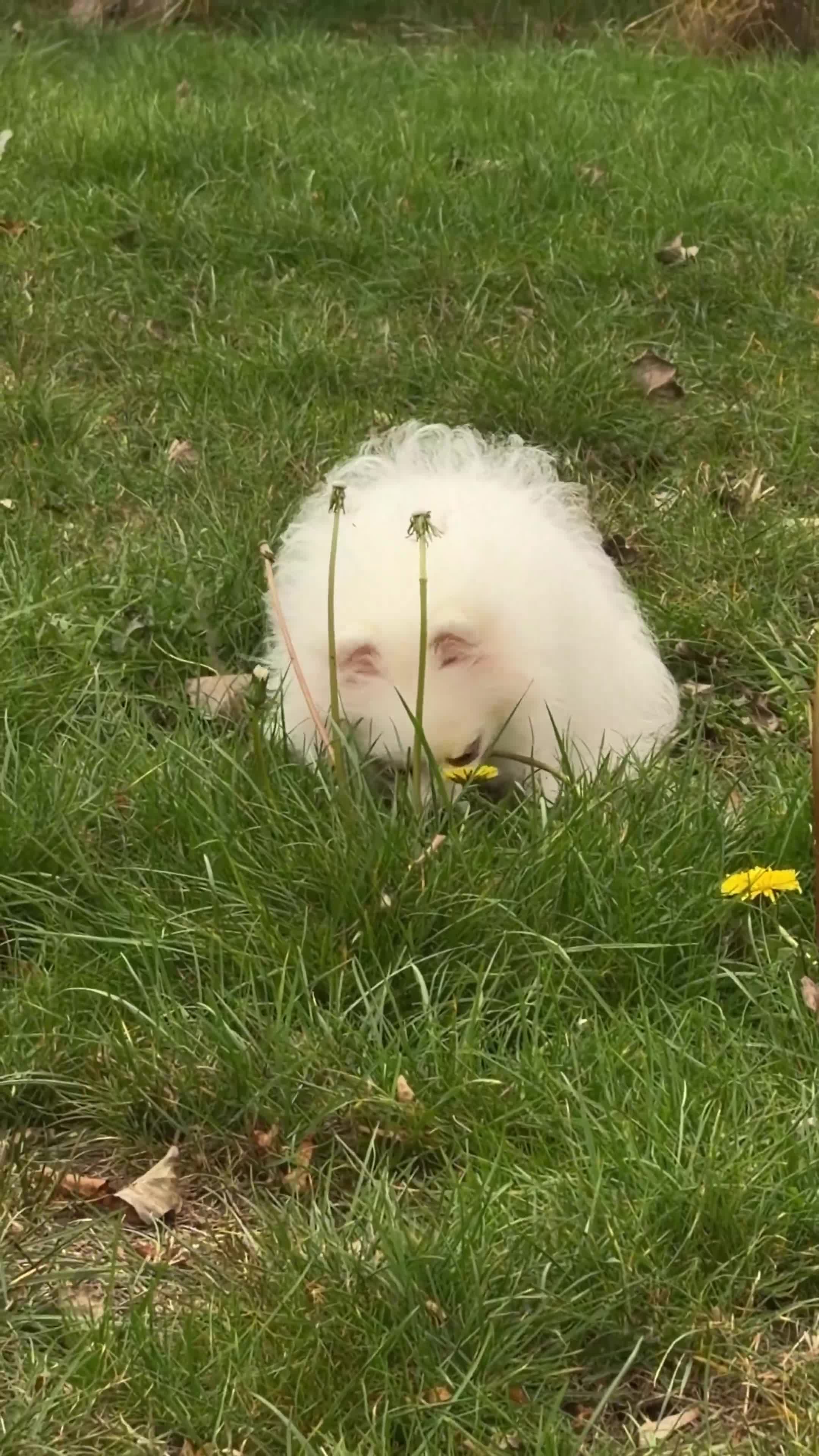 Pomeranian dogs for sale: Baby white Poms  - Video 2