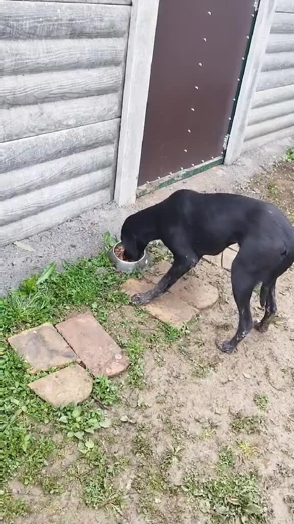 Pointer dogs for adoption: Donna – Beautiful English Pointer Cross - Video 2