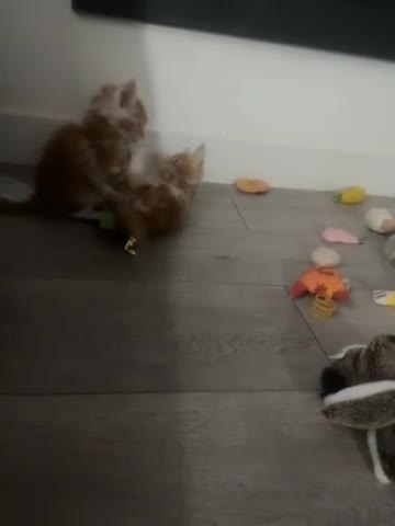 Maine Coon cats for sale: XL Maincoon kittens  - Video 1
