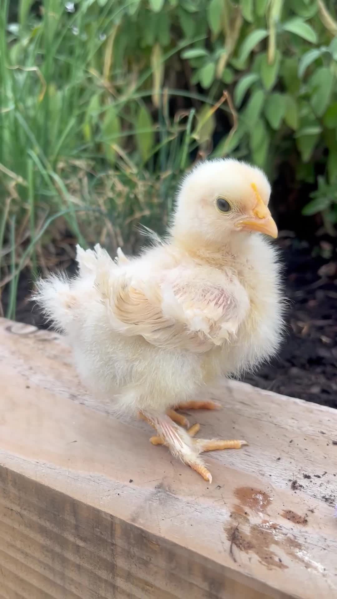 Chickens poultry for sale: POL Hybrids Chicken Ready to Lay - Video 1