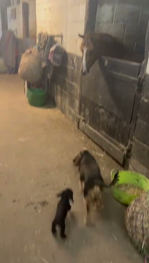 Cocker Spaniel dogs for sale: 7 Beautiful Show Cocker Spaniels - Video 1