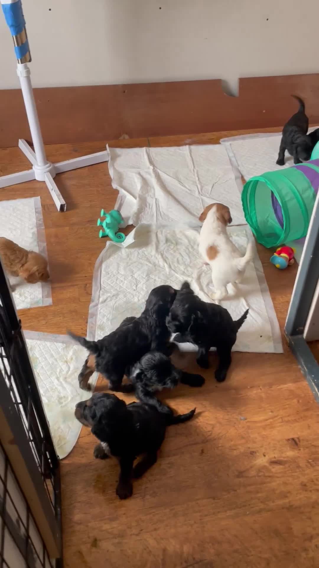 Cockapoo dogs for sale: 10 gorgeous cockerpoo puppies - Video 1