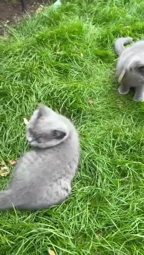 British Shorthair cats for sale: Last 2 Boys Blue British Shorthair Kittens - Video 2