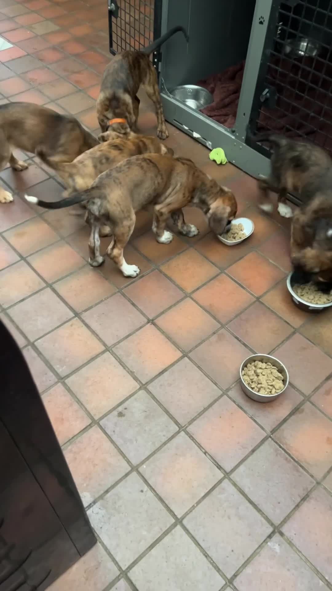 Mixed Breed dogs for sale: Crossbreed  - Video 2