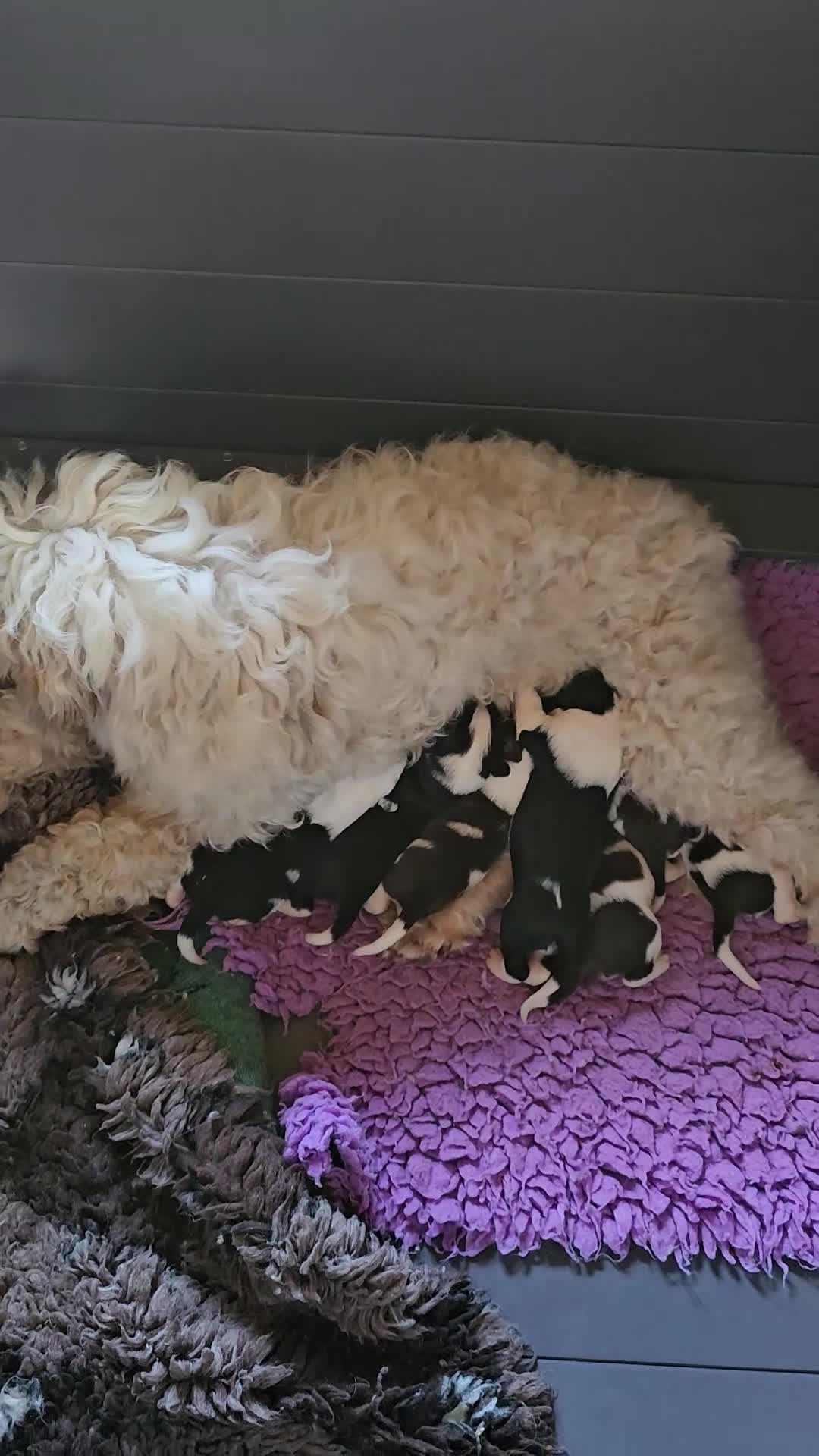 Mixed Breed dogs for sale: Handsome Black/white and brown/white boy puppies - Video 2