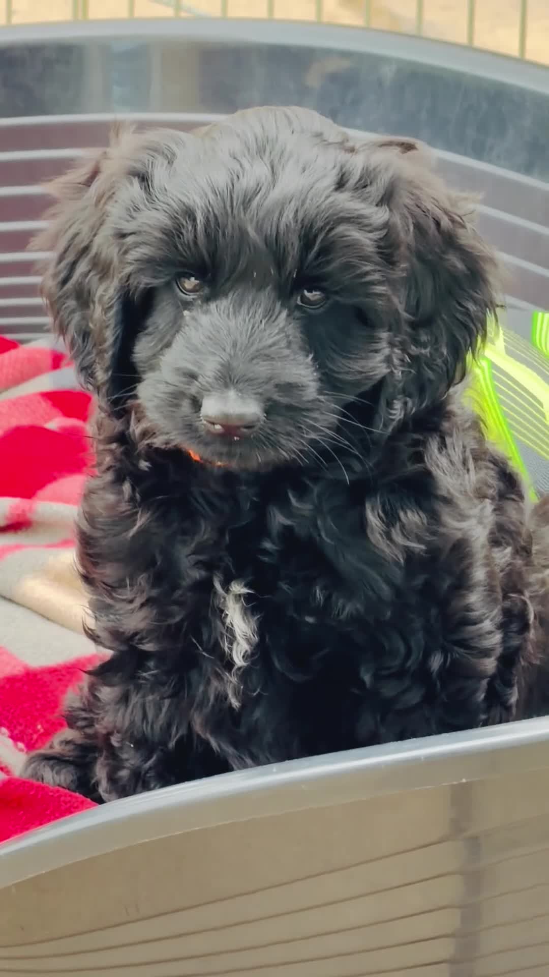 Australian Labradoodle dogs for sale: *Reduced* Australian labradoodle girl  - Video 1