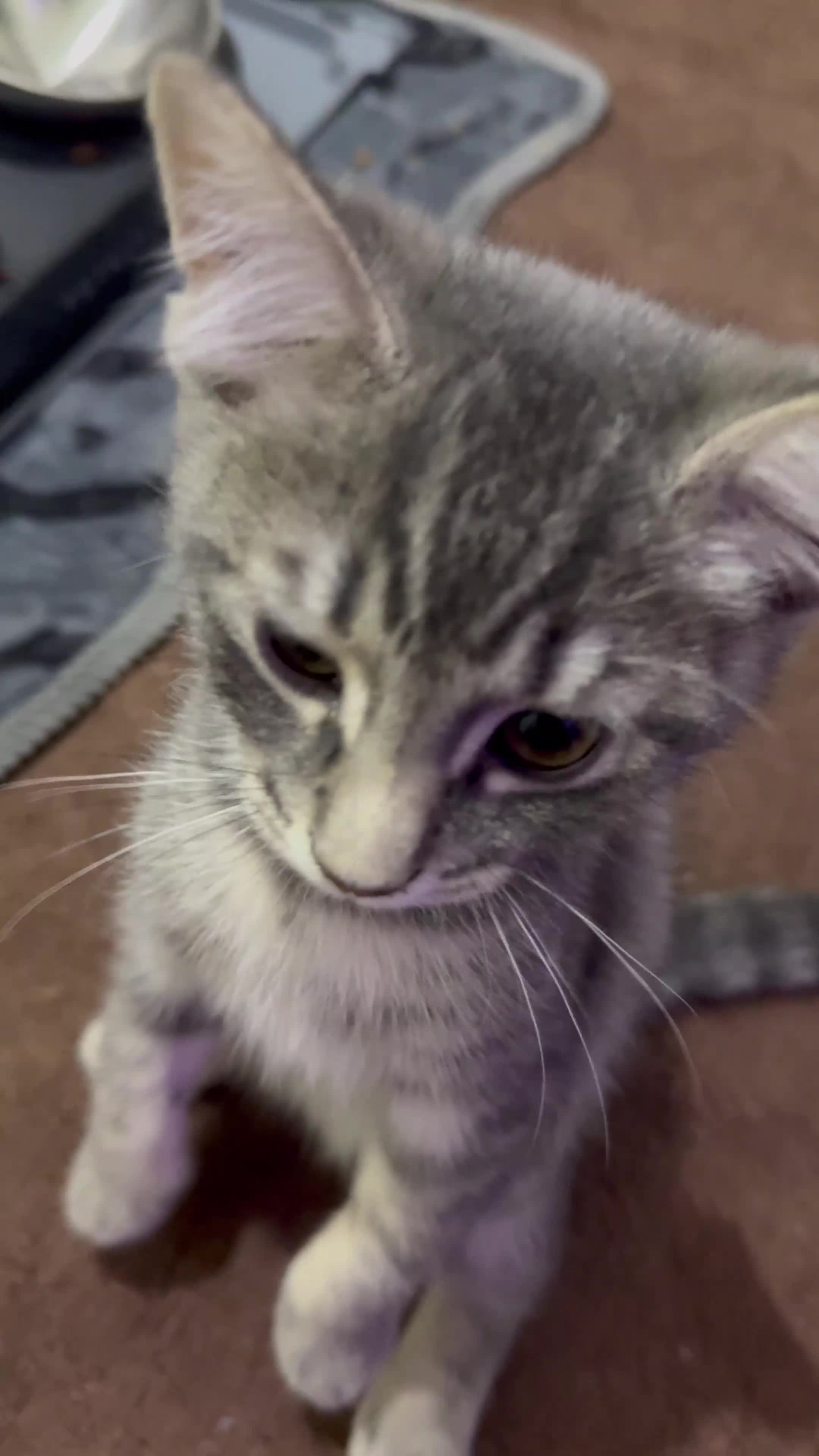 Norwegian Forest Cat cats for sale: Beautiful Bengal × Norwegian Forest Kitten - Video 2