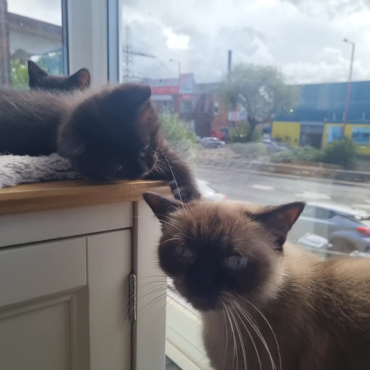 Mixed Breed cats for sale: Mixed ragdoll kitten - Video 1