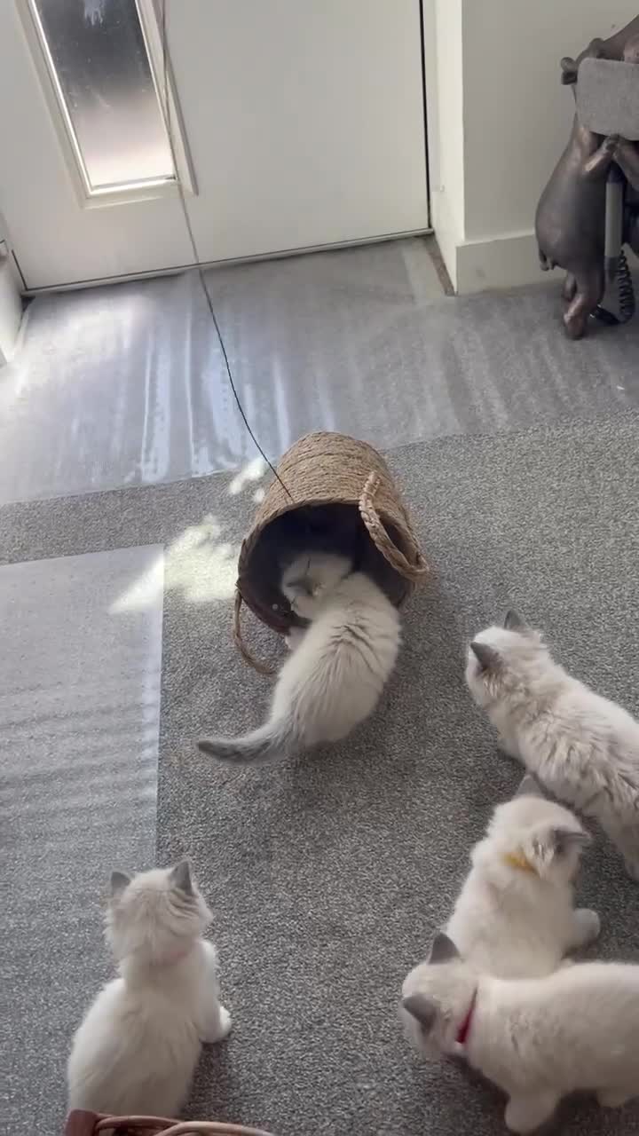 Ragdoll cats for sale: 🩵Five stunning blue bi-colour kittens for sale🩷 - Video 2