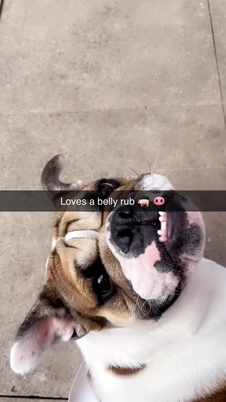 English Bulldog dogs for sale: English bulldog  - Video 1