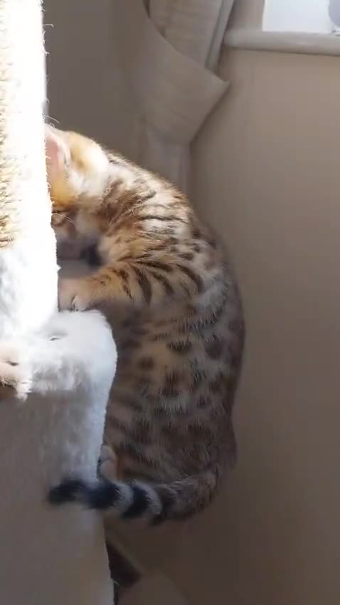 Bengal cats for sale: Bengal kittens- both parents TICA registered - Video 4