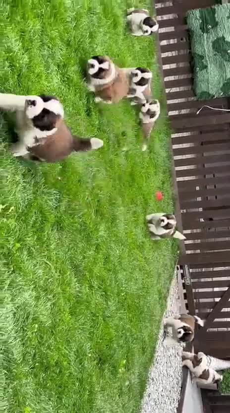 Saint Bernard dogs for sale: Stunning kc Saint Bernard puppies  - Video 1