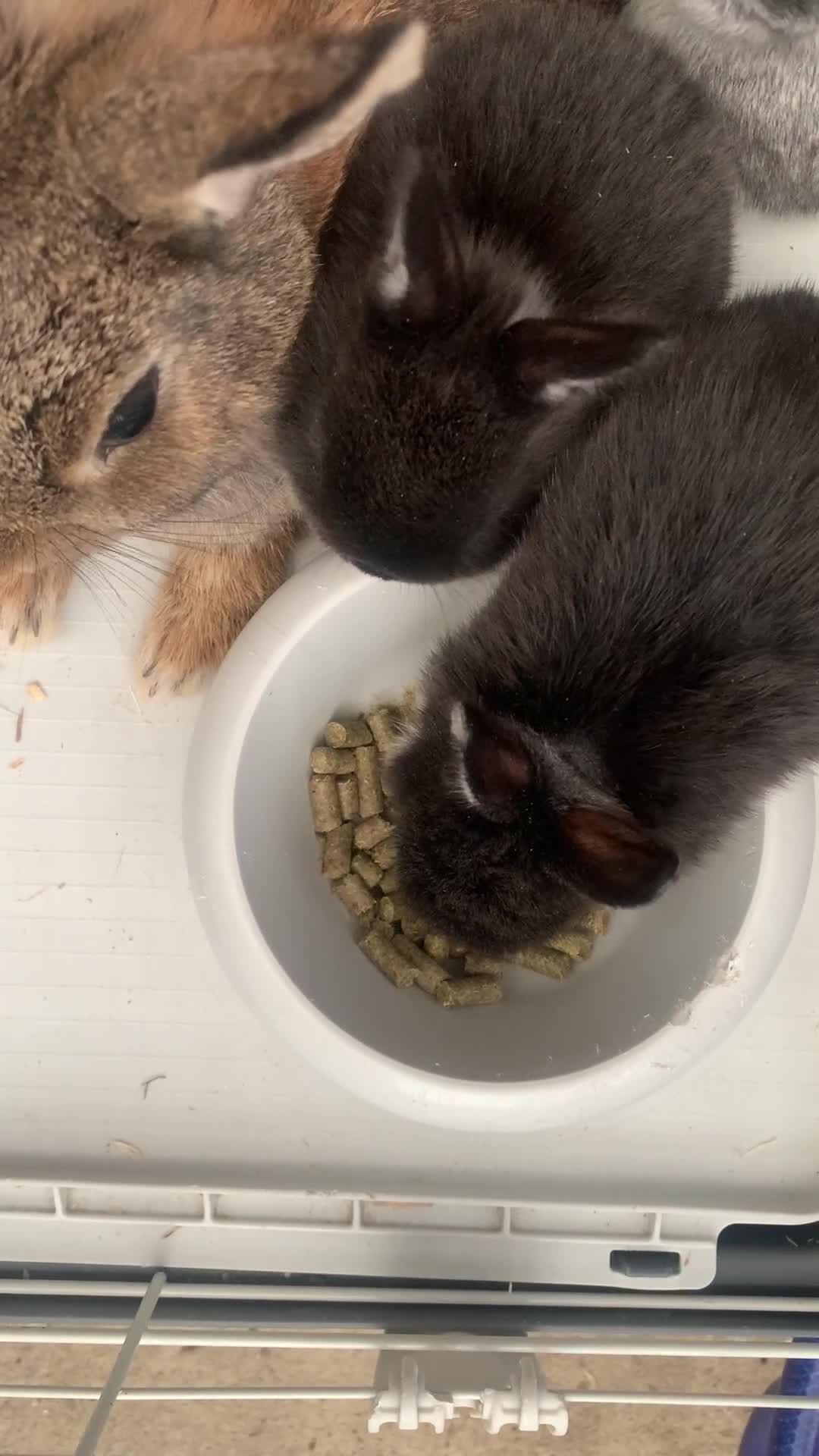 Netherland Dwarf rabbits for sale: Gorgeous Netherland Dwarf Rabbits - Available now - Video 5