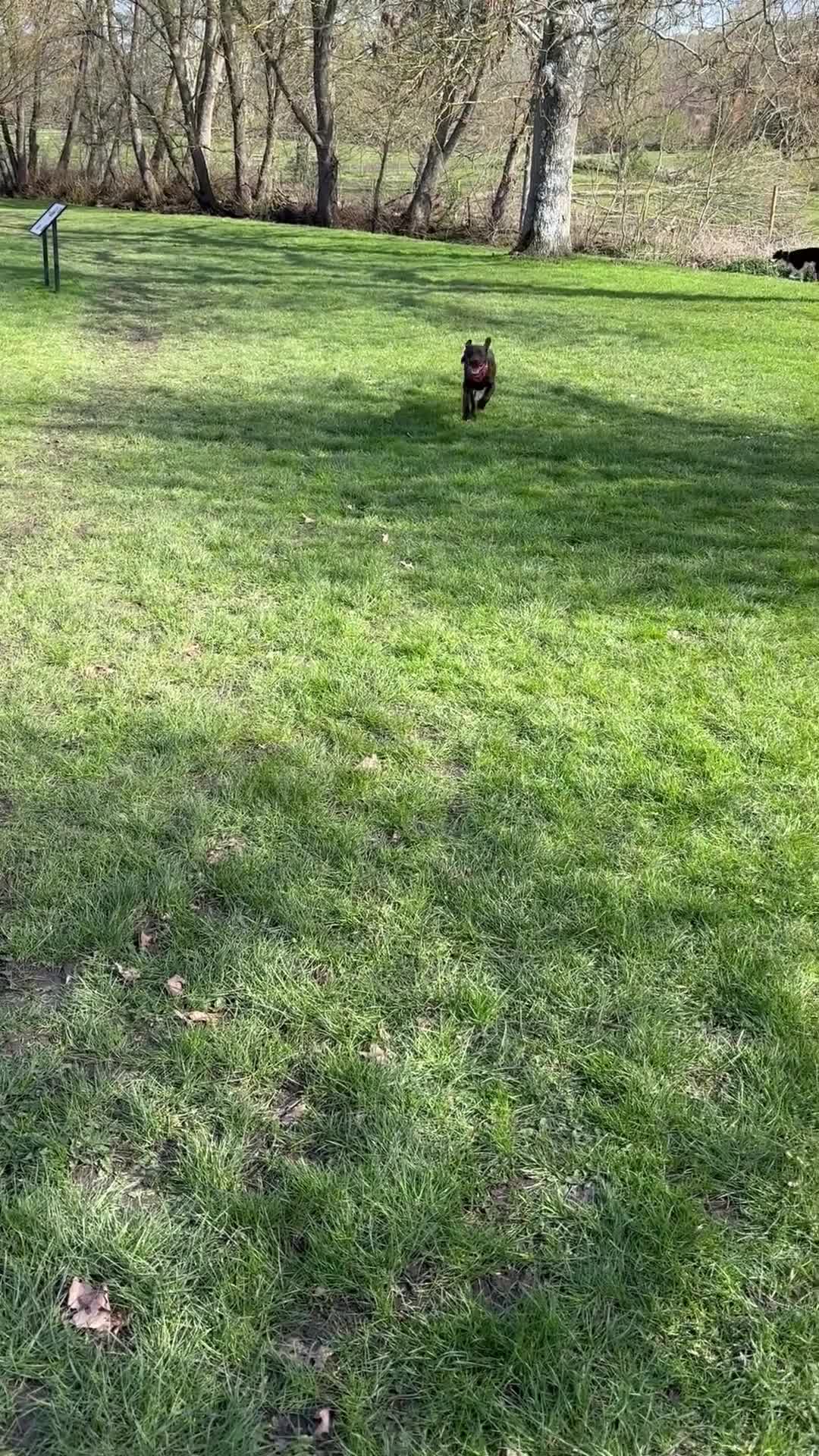 Labrador Retriever dogs for sale: 6 month old chocolate Labrador  in Tidworth - Video 2