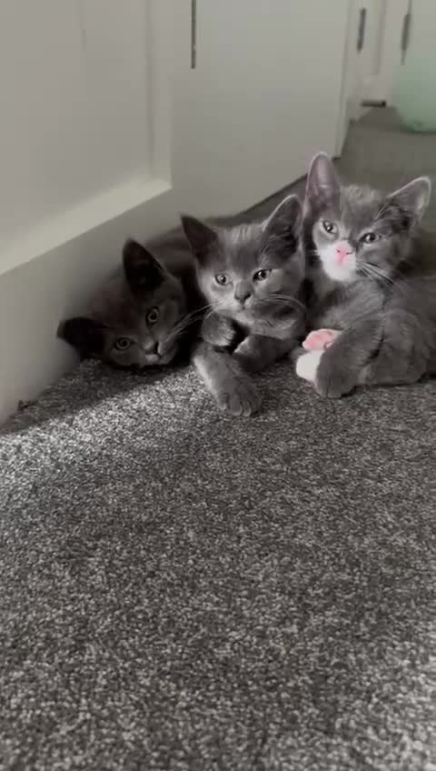 British Shorthair cats for sale: 2 Beautiful British shorthairs - rehoming in London - Video 2