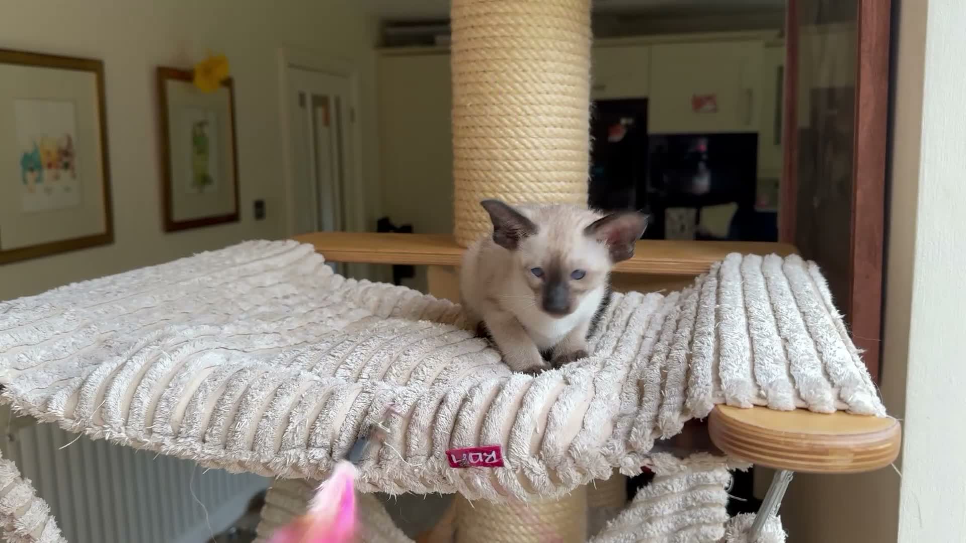 Oriental cats for sale: Beautiful TICA Oriental  and Siamese babies - Video 1