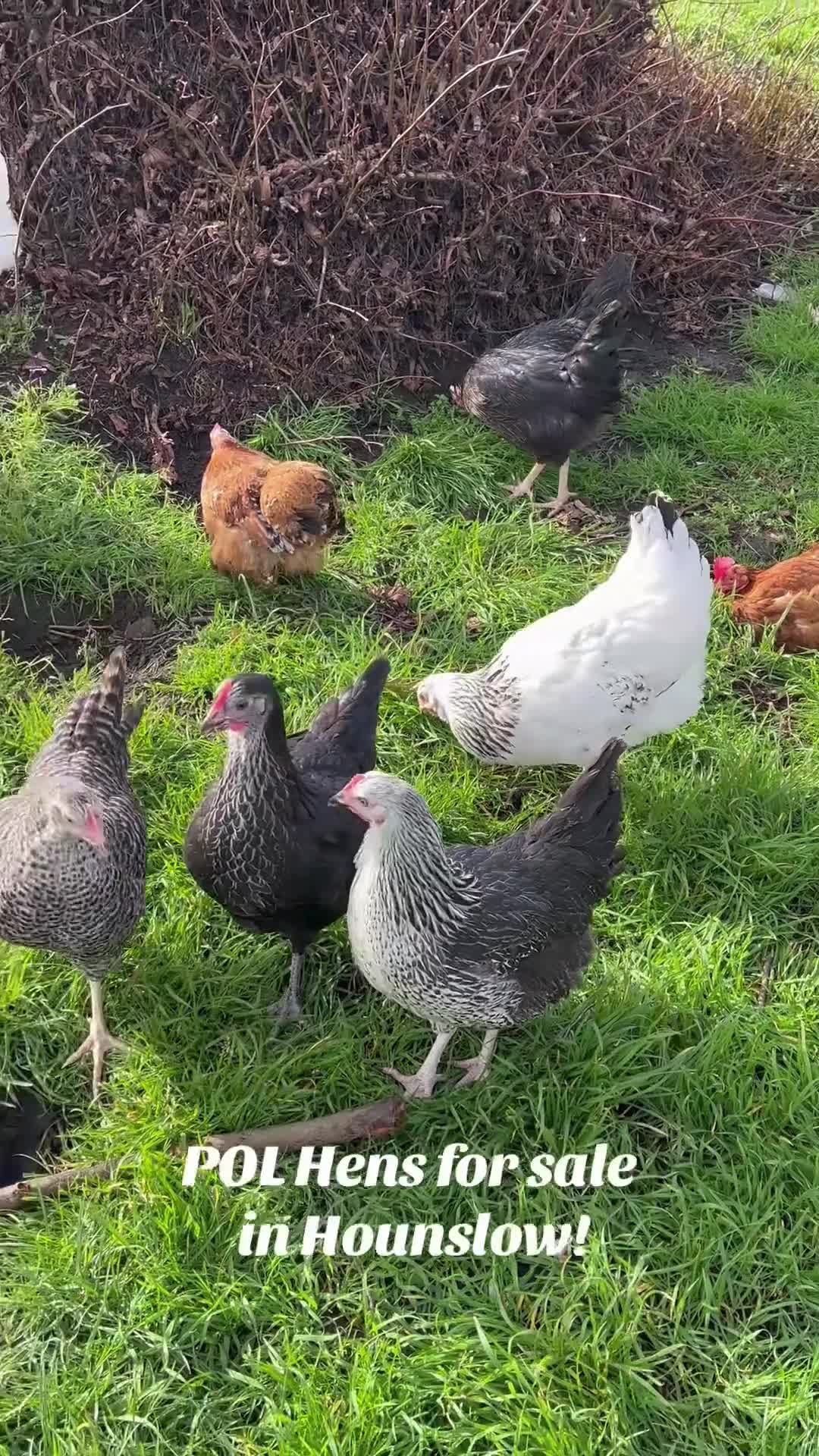 Chickens poultry for sale: 14x POL Hybrid Hens for sale in Hounslow! - Video 1