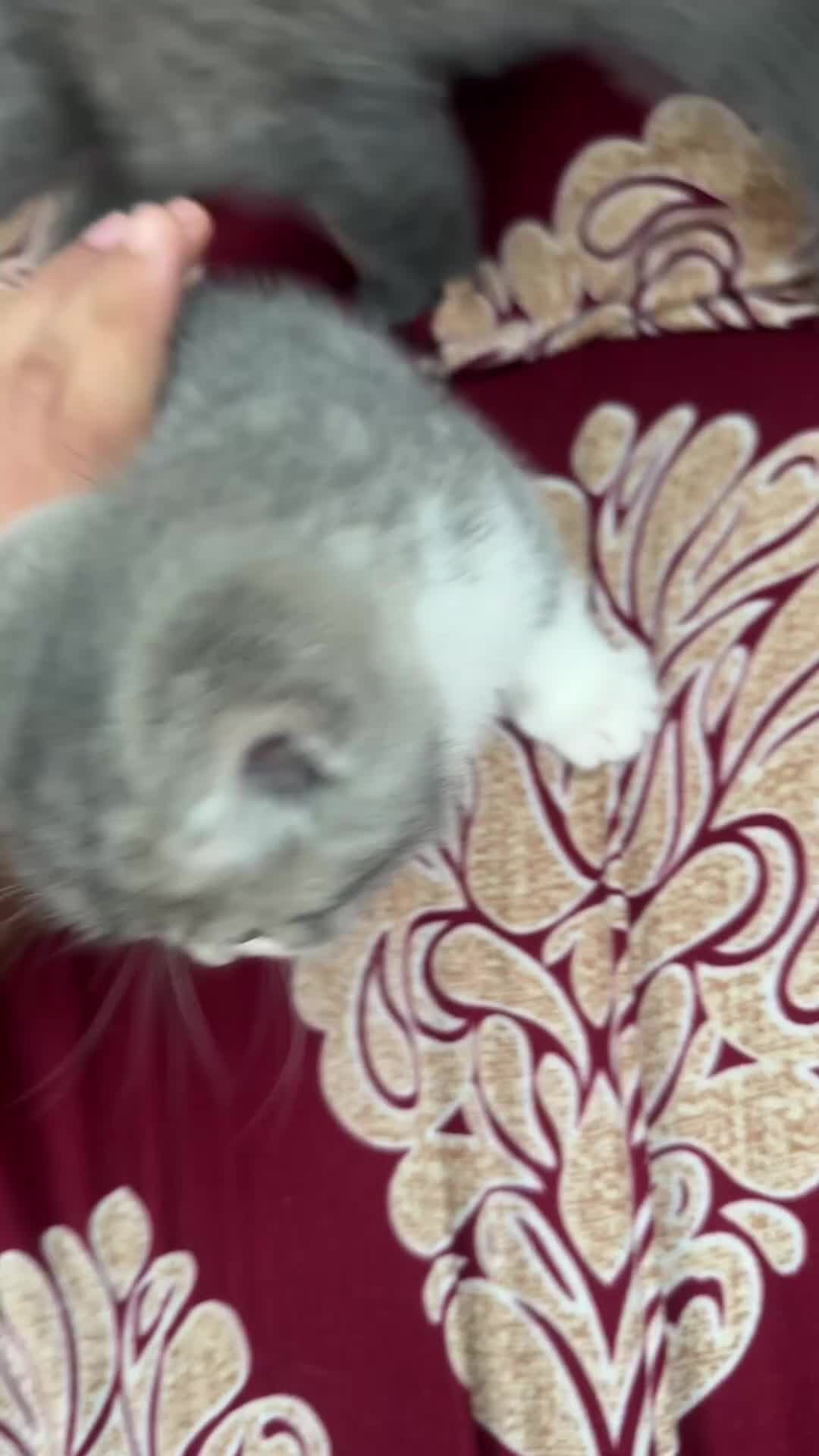 British Shorthair cats for sale:  Bargin BSH British short hair lovely kittens - Video 1