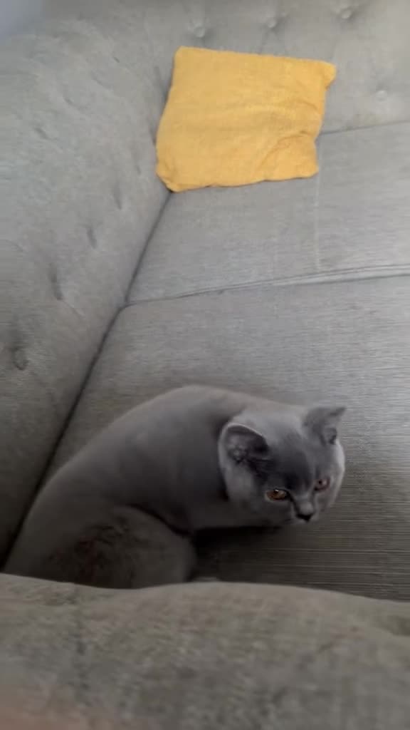 British Shorthair cats for sale: Beautiful Friendly Cat Looking for a Loving Home - Video 1
