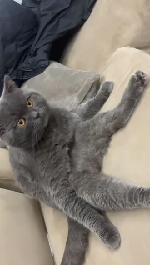 British Shorthair cats for sale: 2 Full BSH Cats 1 white & 1 blue in Dewsbury - Video 2