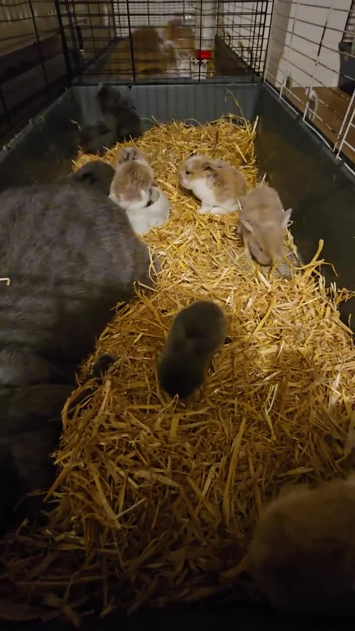 French Lop rabbits for sale: Beautiful French Lop Bunnies - Video 1