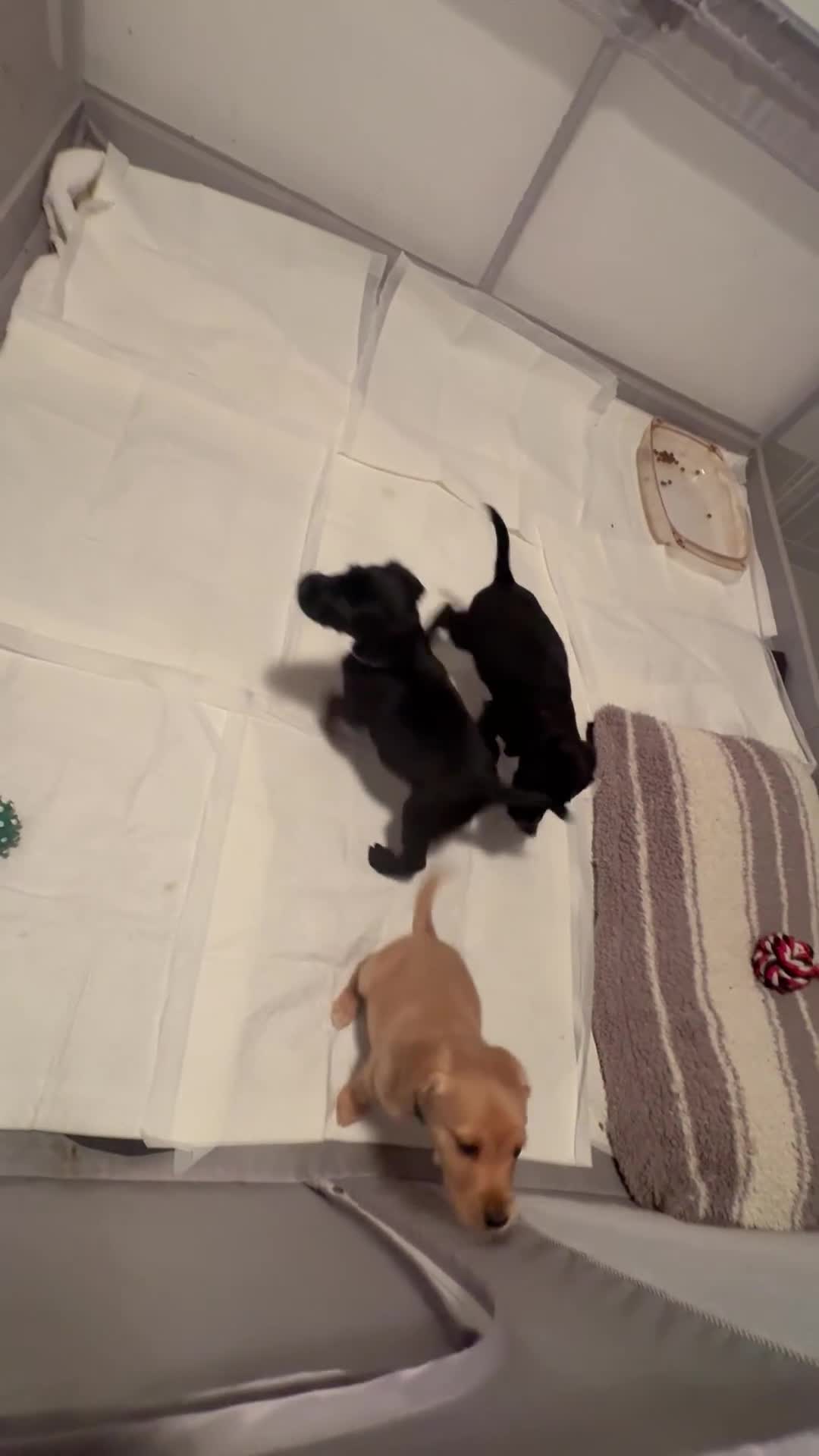 Cockerdor dogs for sale: Female Cockerdor puppies    - Video 1