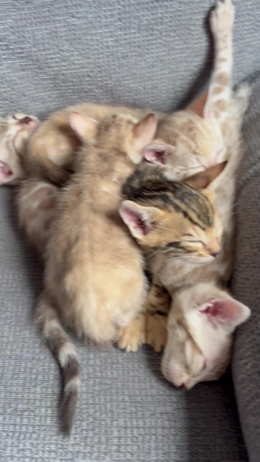 Bengal cats for sale: Beautiful bengal kittens  - Video 1
