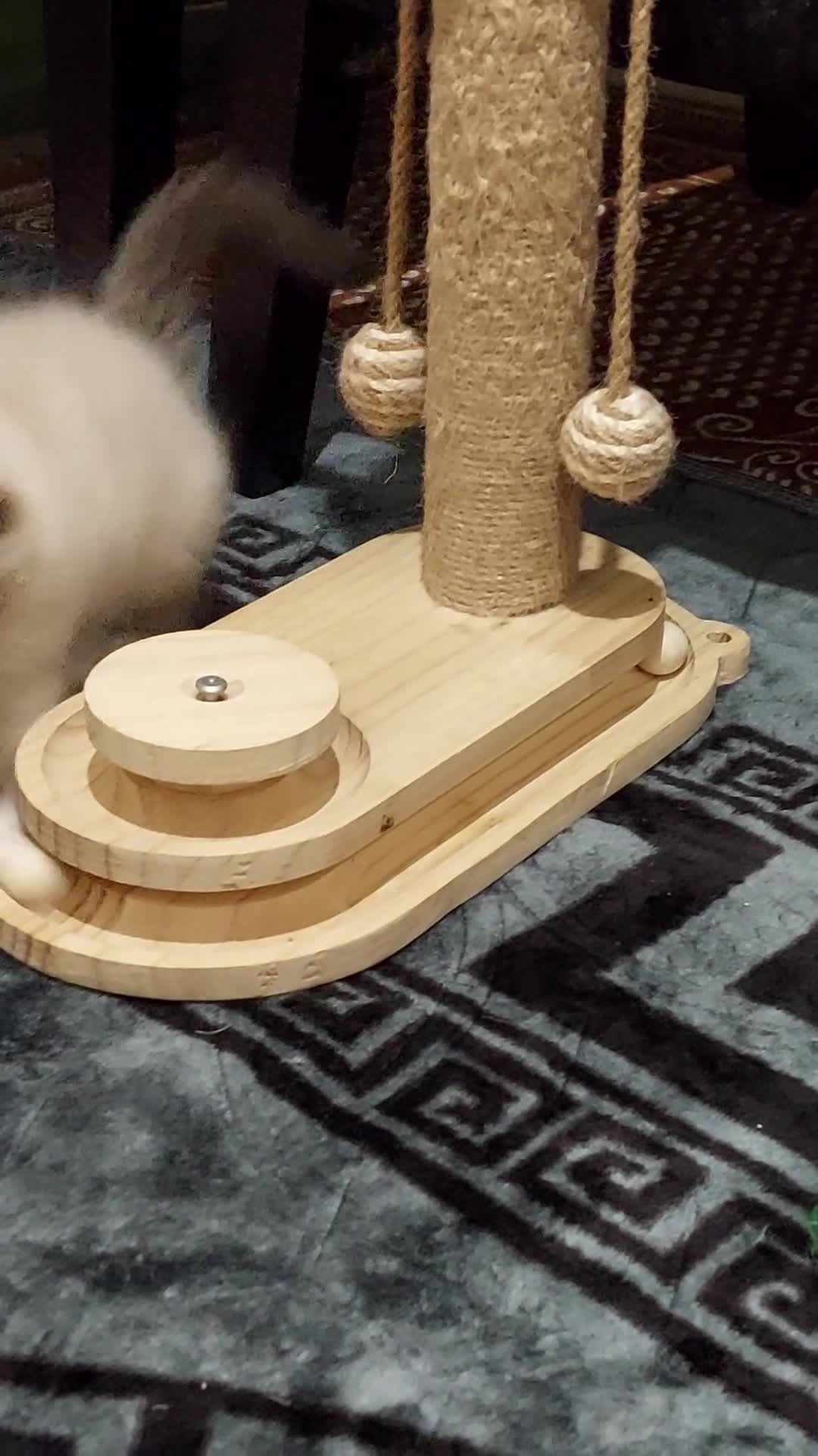 Ragdoll cats for sale: Beautiful adorable Ragdoll kittens.  - Video 4