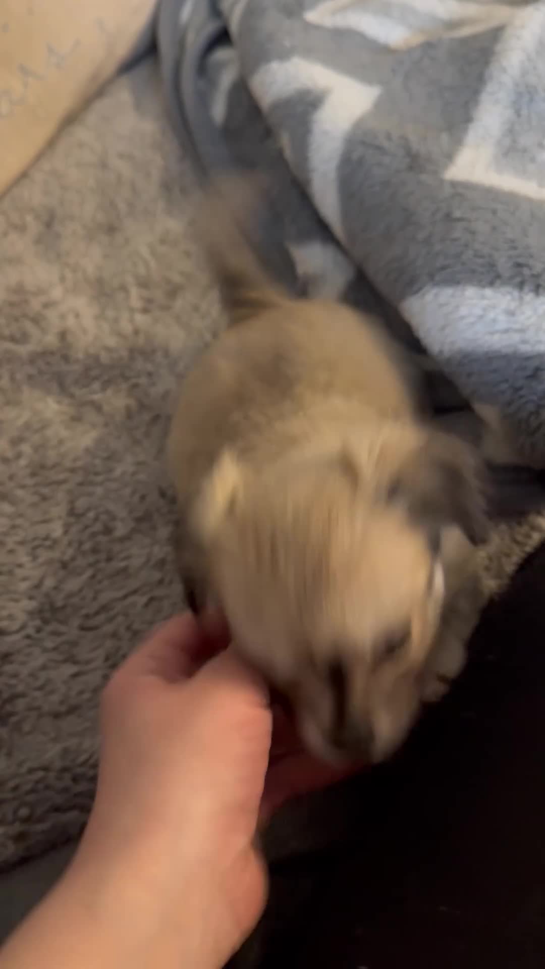 Mixed Breed dogs for sale: Stunning Maltese x JackChi puppies for sale - Video 3